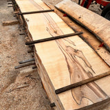 Esdoorn Noordkasteel