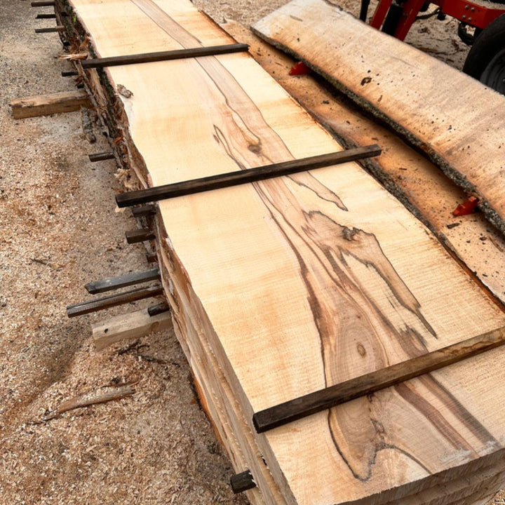 Esdoorn Noordkasteel