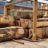 Esdoorn Noordkasteel