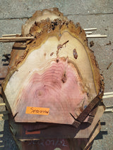 Sequoia (st)