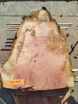 Sequoia (st)