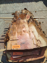 Sequoia (st)