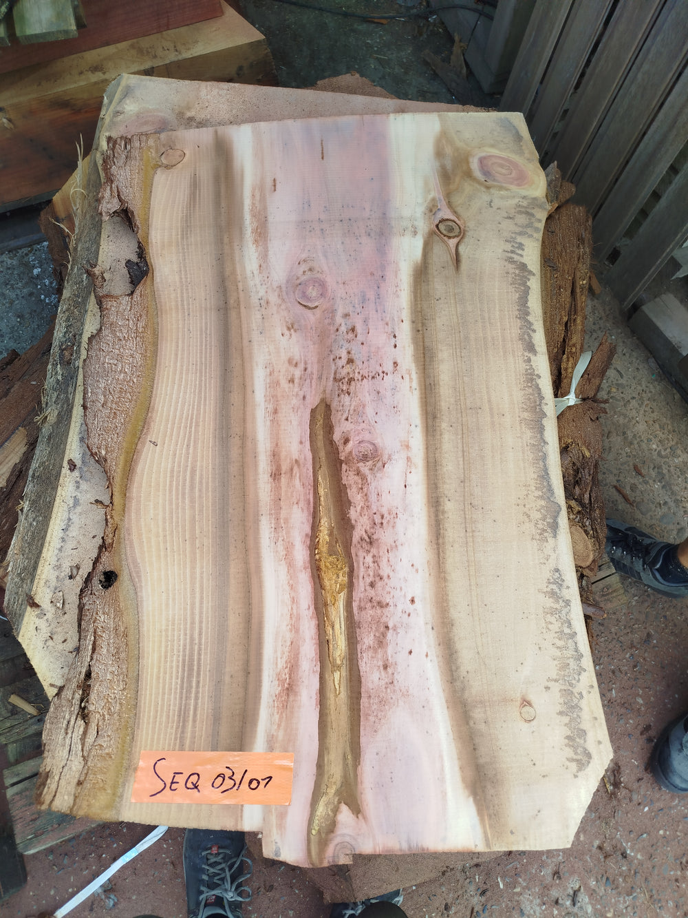 Sequoia (st)