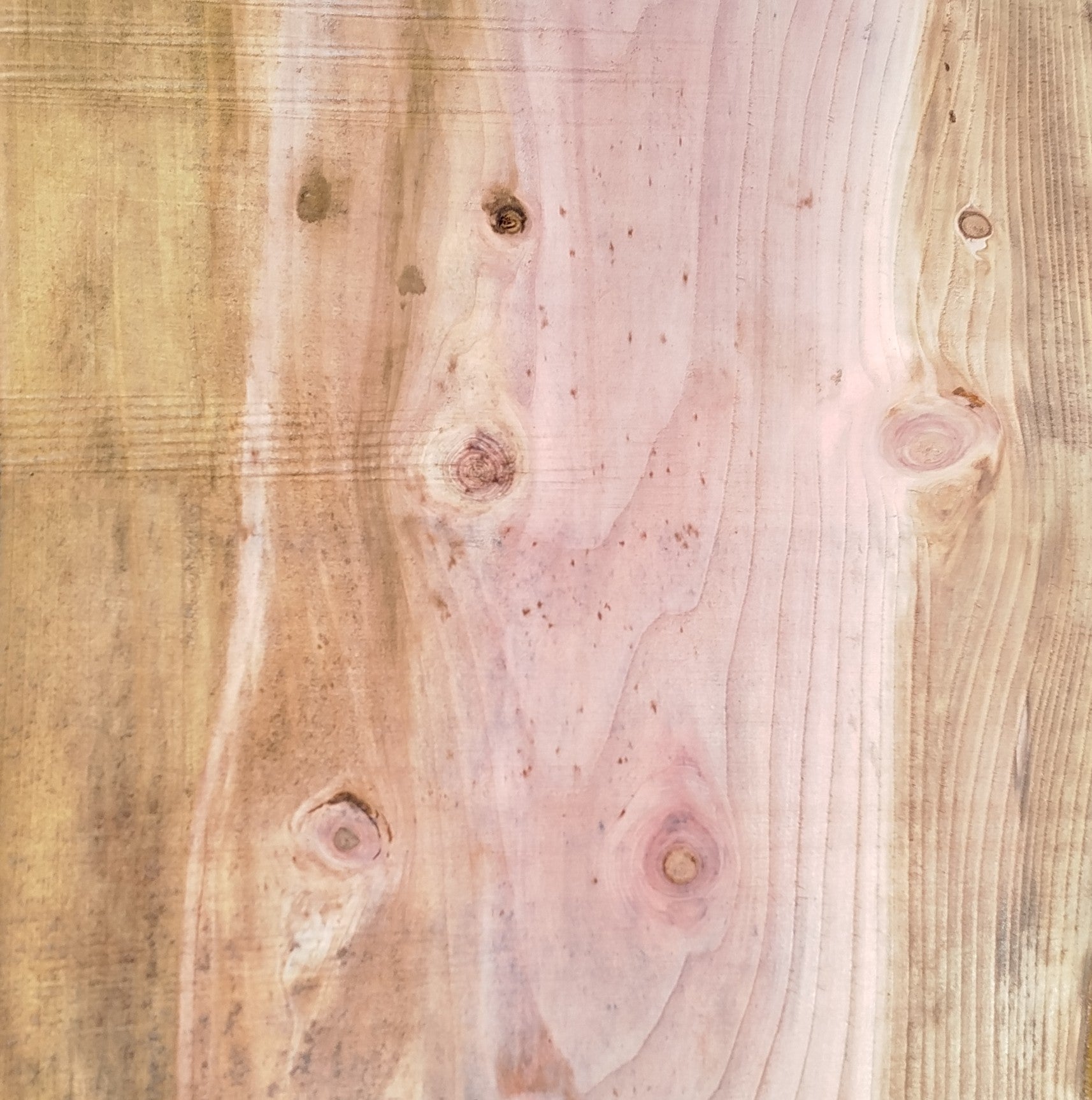 Sequoia (st)