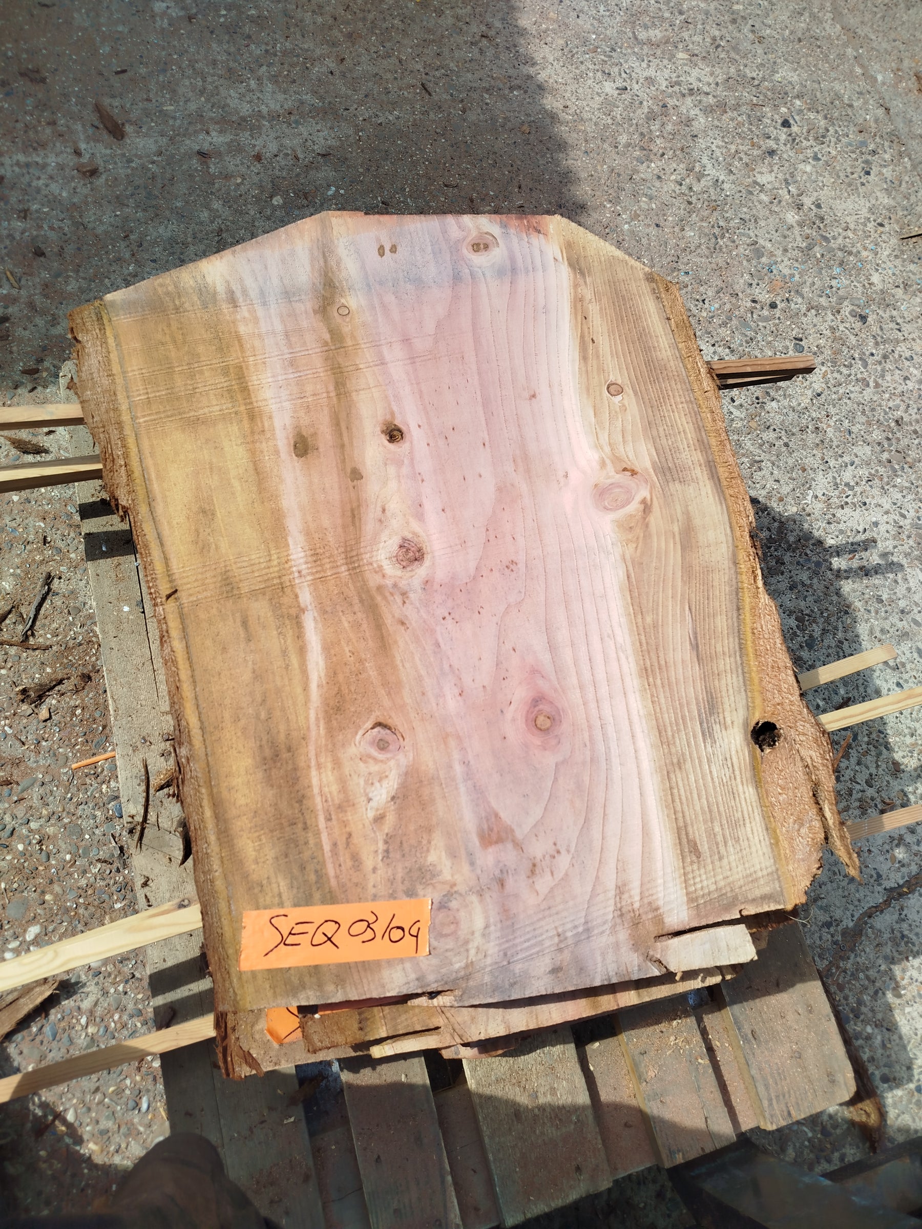 Sequoia (st)