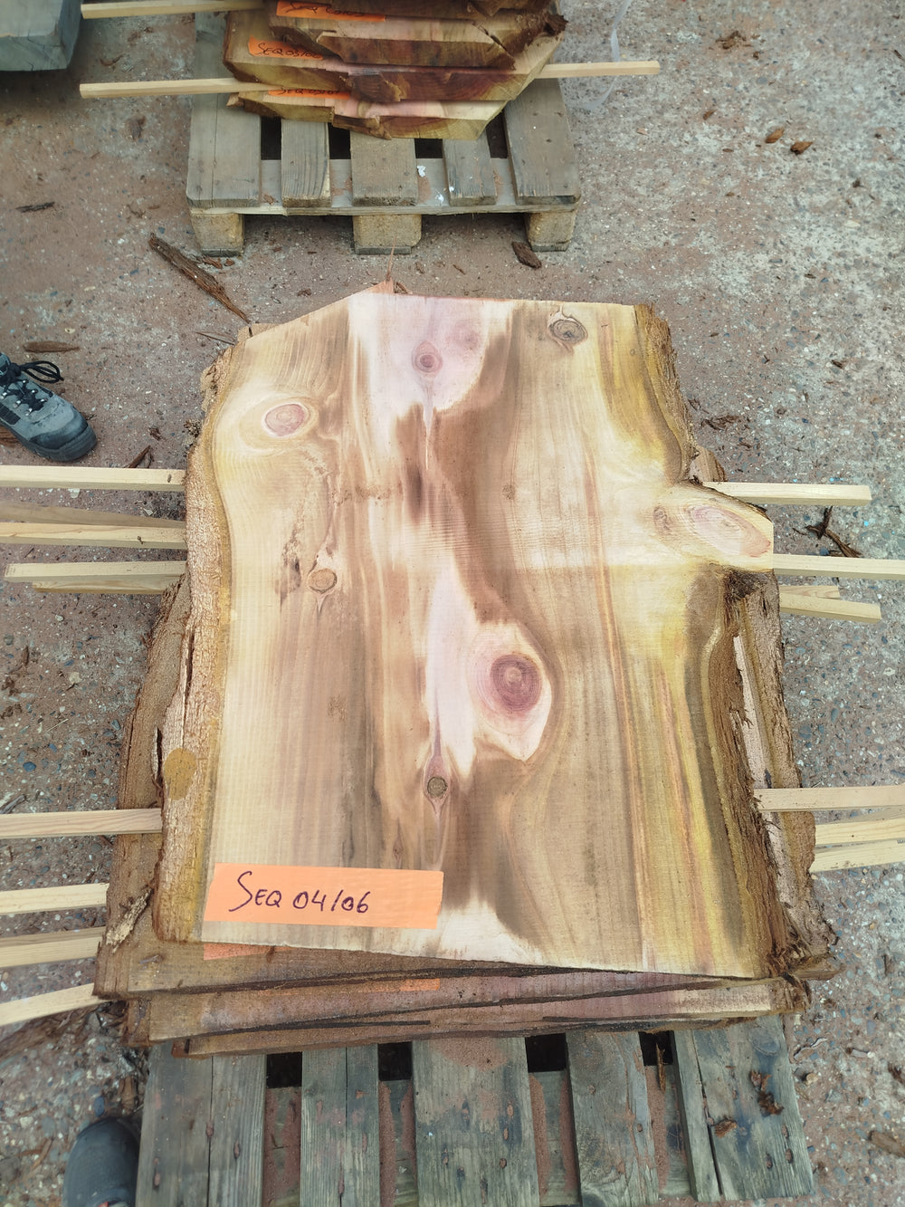 Sequoia (st)