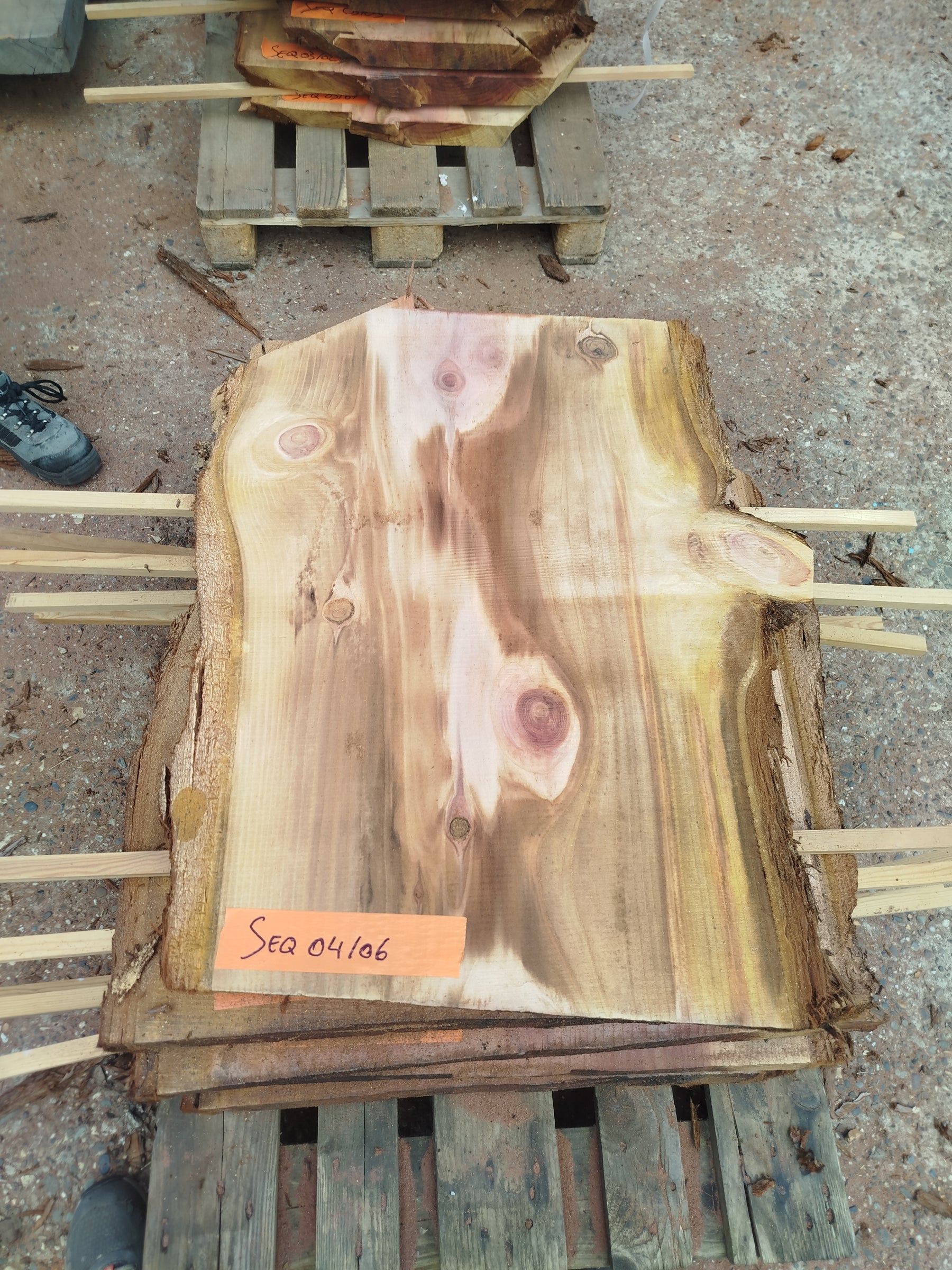 Sequoia (st)