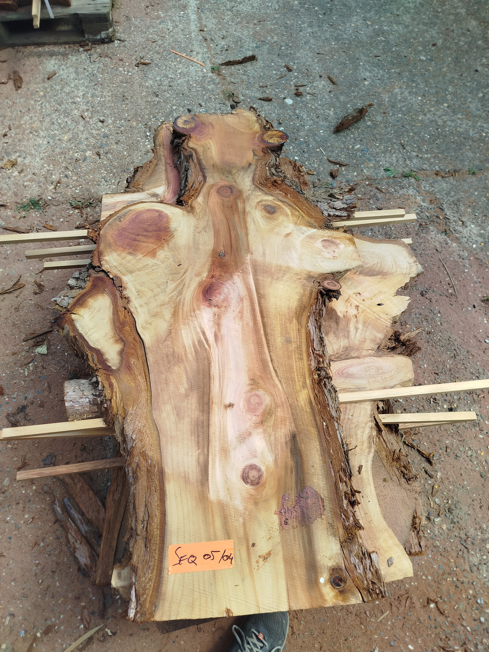 Sequoia (st)