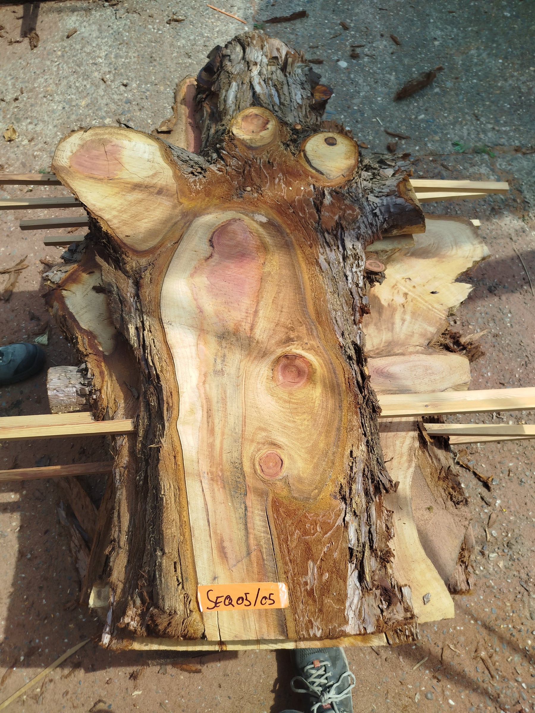 Sequoia (st)