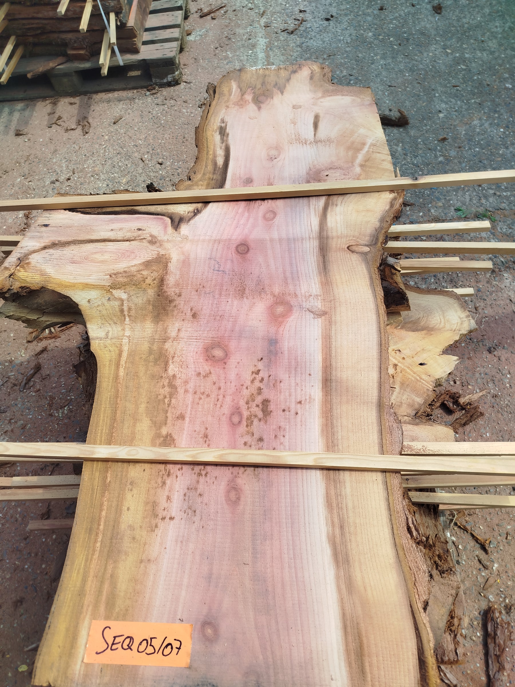 Sequoia (st)