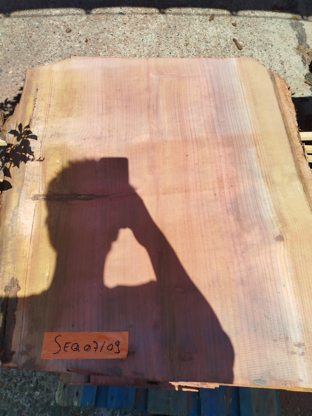 Sequoia (st)