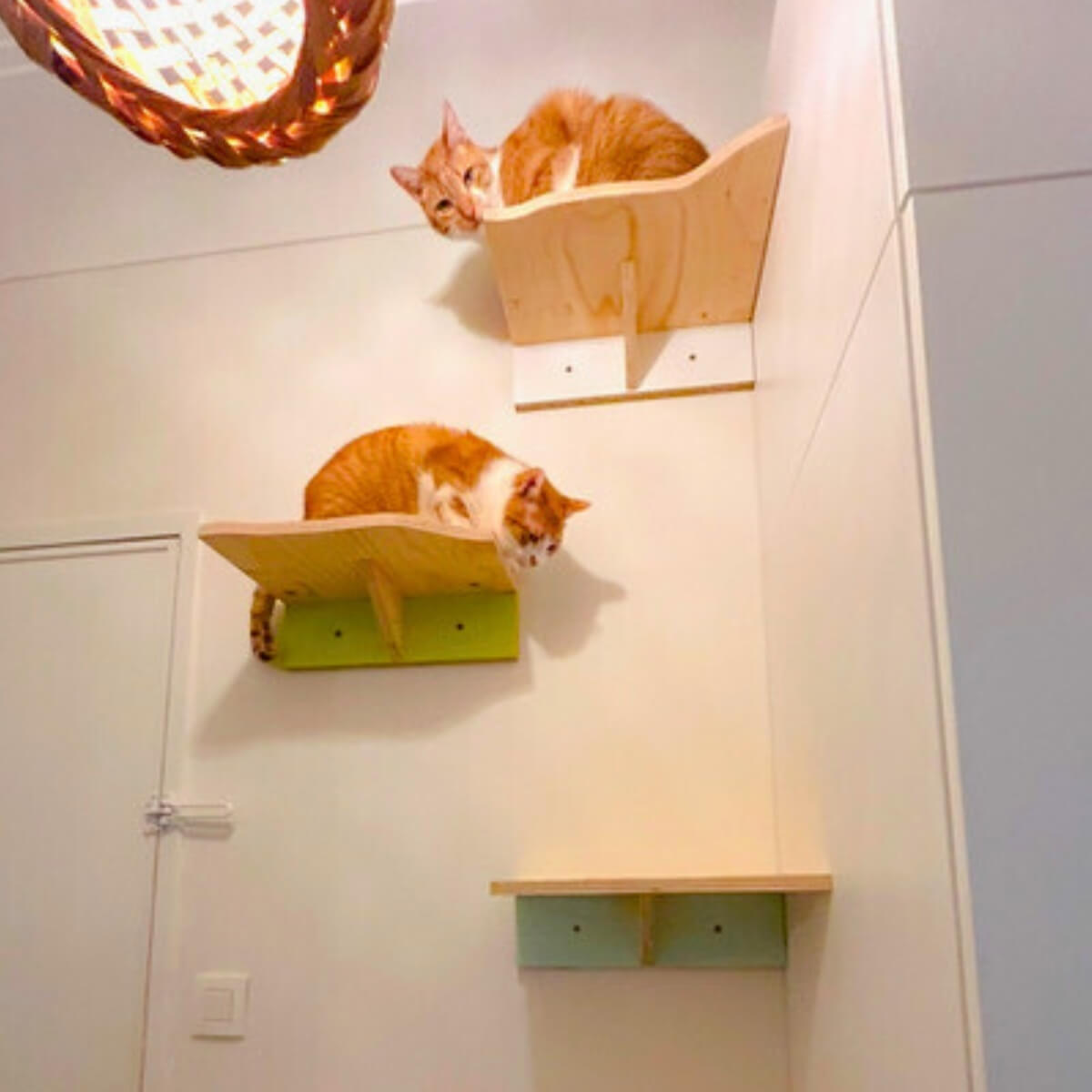 HUISDIERENSPECIAL - HELE DAG WEEKENDWORKSHOP